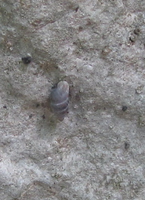 Due gastropodi dalla Valsolda